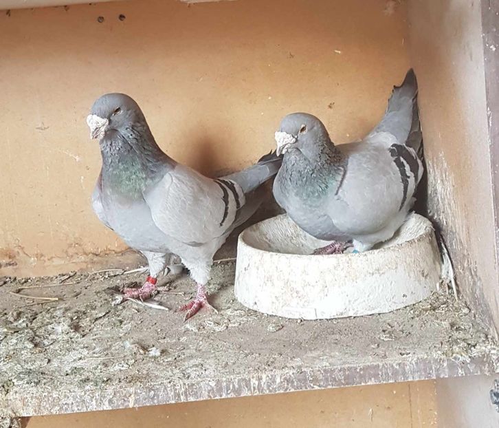 M 19 F 18 - Albastri 2024