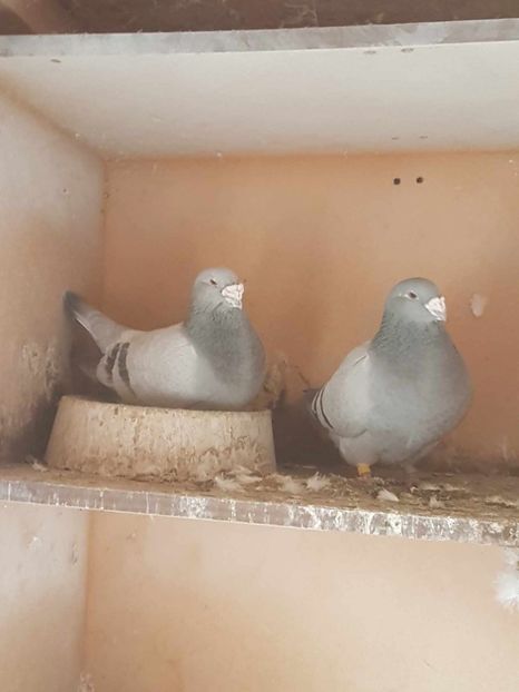 M 21 F 18 - Albastri 2024