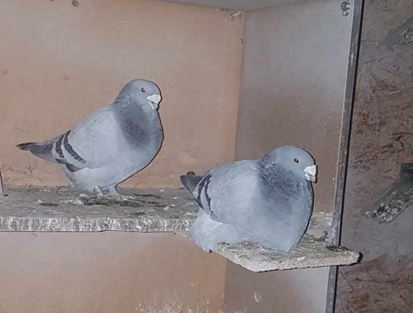 M 21 F 21 - Albastri 2024