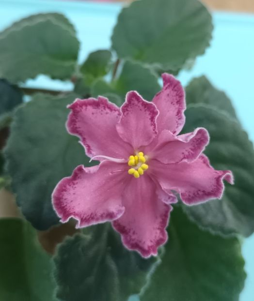  - AV - Mexikanskiy Tushkan