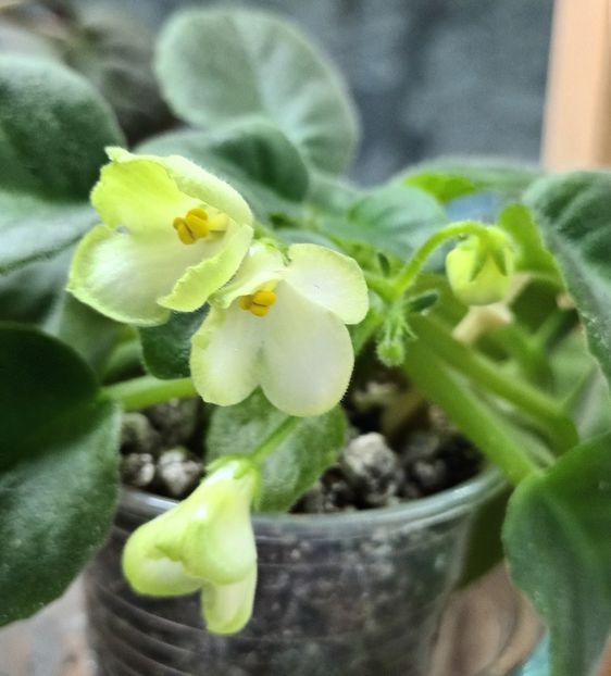  - Mac s Callow Carillion