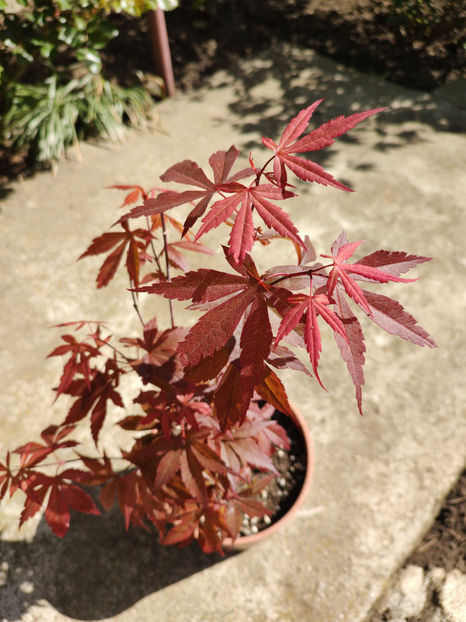 14 04 2024 - Acer Palmatum Skeeters Broom
