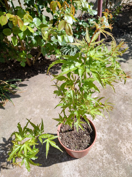 14 04 2014 - Acer palmatum Kamagata