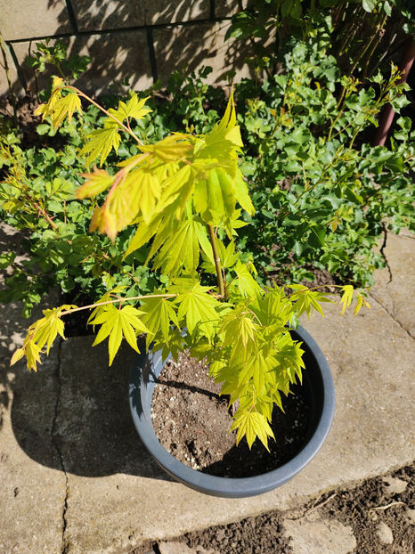 14 04 2024 - Acer palmatum Jordan