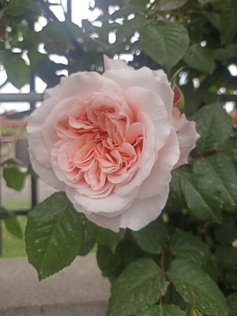 2024-29.04 - Rose de Tolbiac