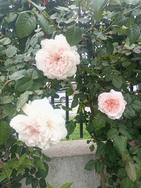 2024-29.04 - Rose de Tolbiac