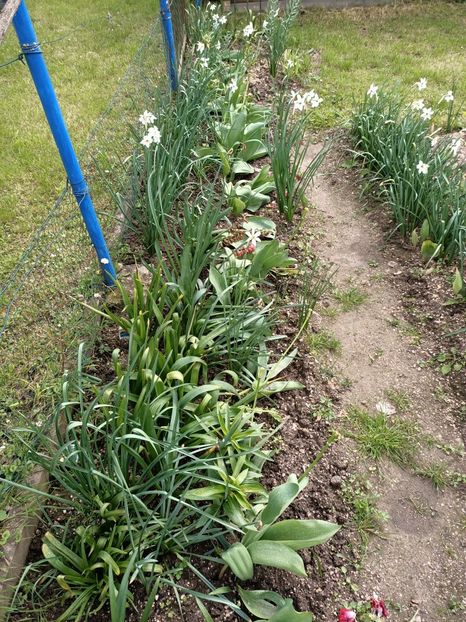 Img.2024.04.27 - A doua grădină