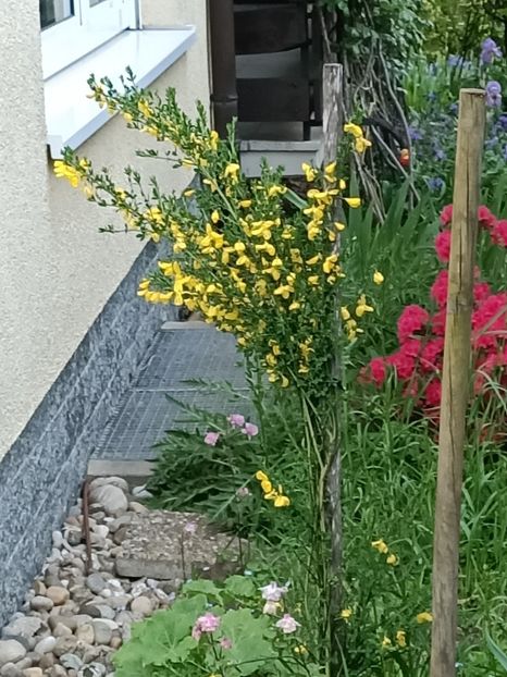 Img.2024.04.28 - Zu-Cele mai frumoase grădini