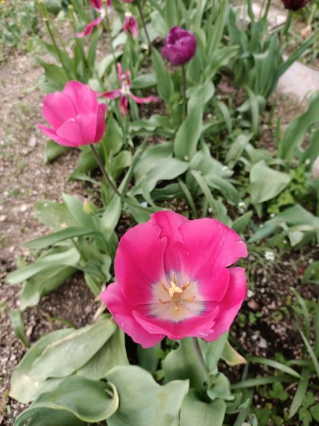 Img.2024.04.27 - A doua grădină 2