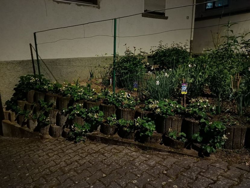 Img.2024.04.27 - A doua grădină 2