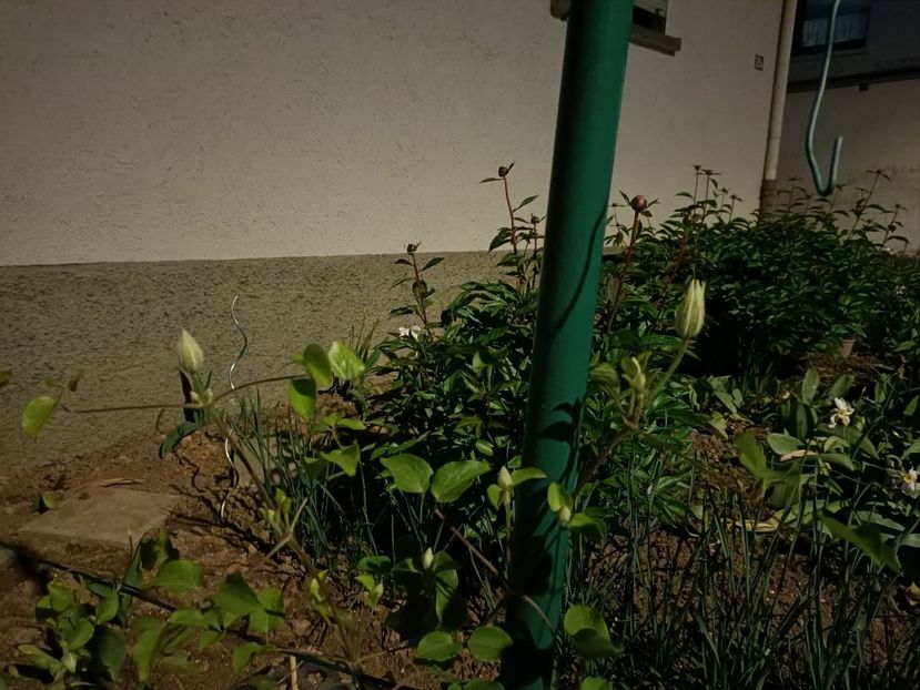 Img.2024.04.27 - A doua grădină 2