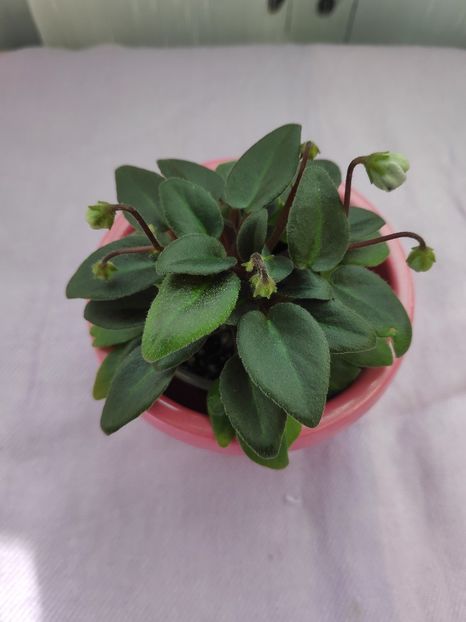 29 apr - LE Buketik Origamy