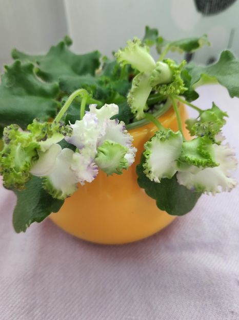 29 apr - BR Dzhungly