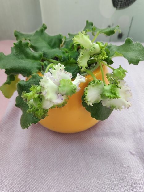 29 apr - BR Dzhungly