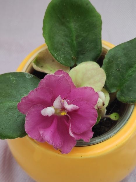 29 apr - EK Chernaya Magnoliya