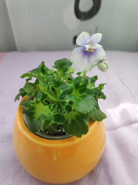 29 apr - Senk s Green Goddess