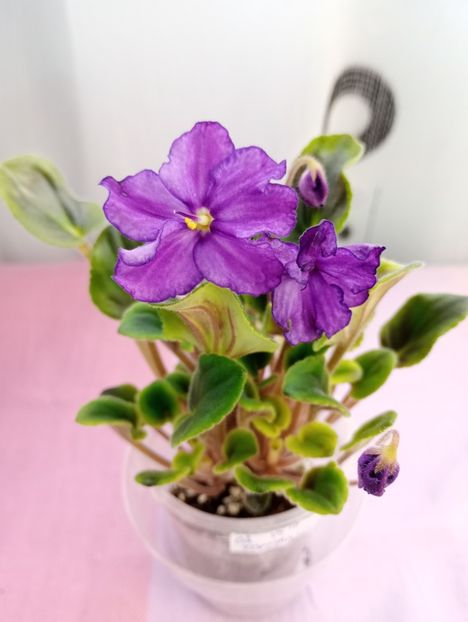 13 mar - OS Fontanka