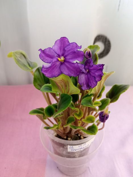 13 mar - OS Fontanka