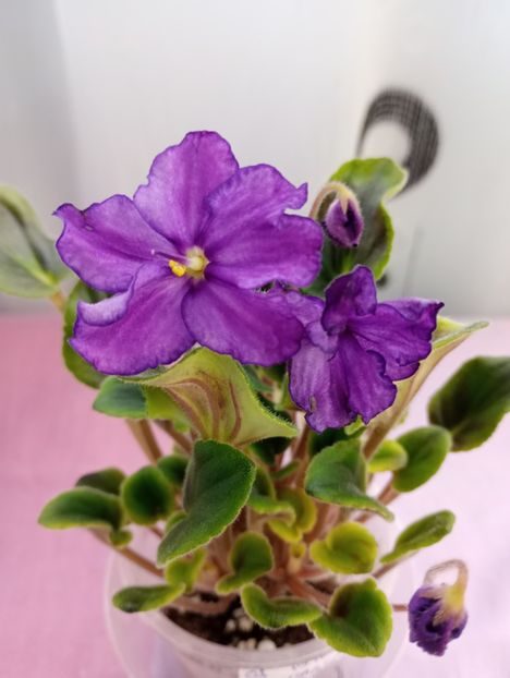 13 mar - OS Fontanka