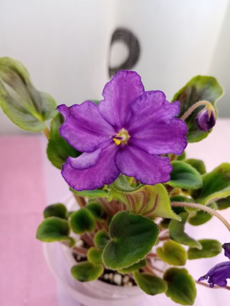 13 mar - OS Fontanka