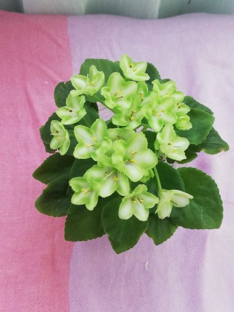 7 iul - N Liagushonok