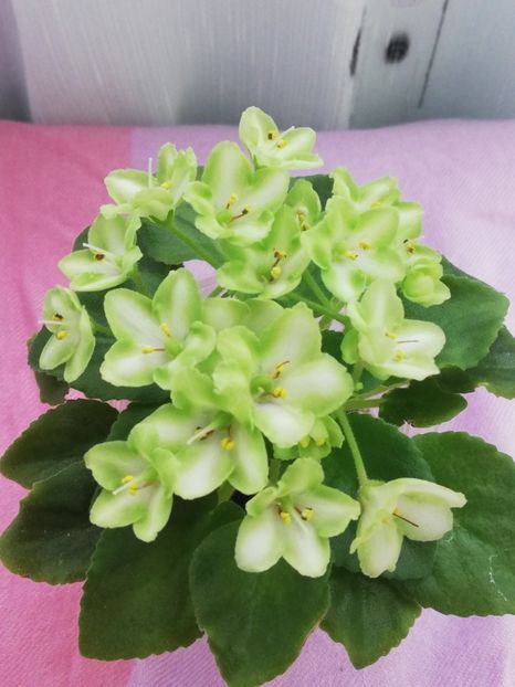 7 iul - N Liagushonok