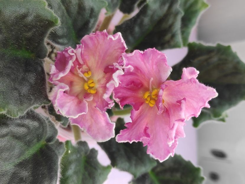 29 apr - AV Barbariska