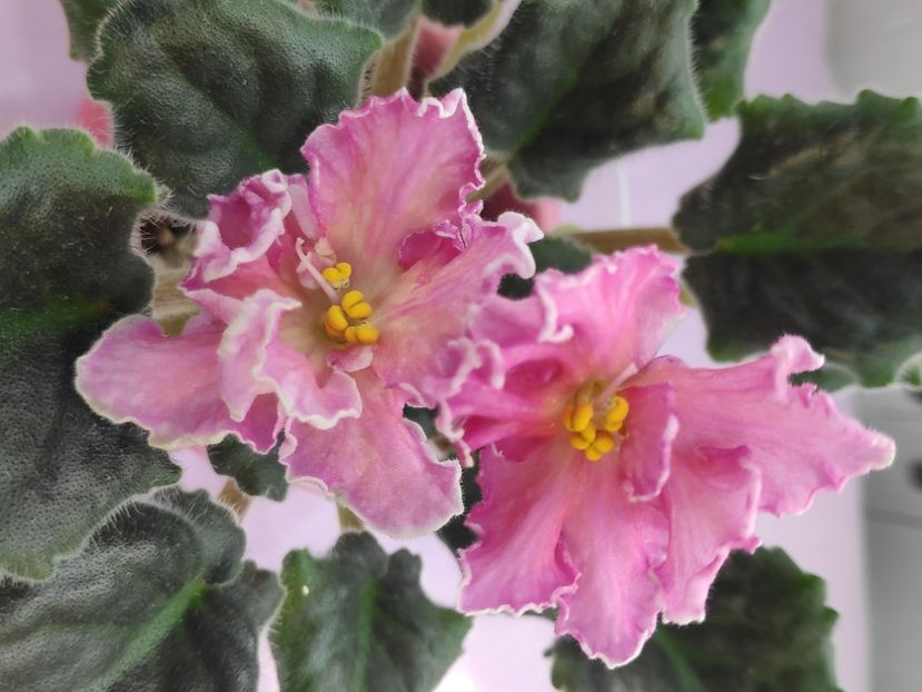 29 apr - AV Barbariska