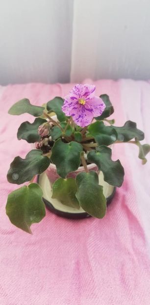 28 dec (45) - RS Feeria