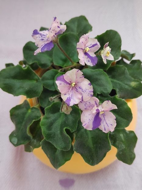 29 apr (80) - RS Feeria