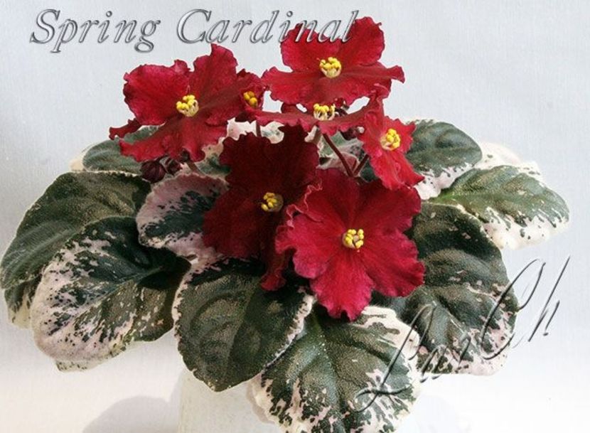 Spring Cardinal poza net - Spring Cardinal