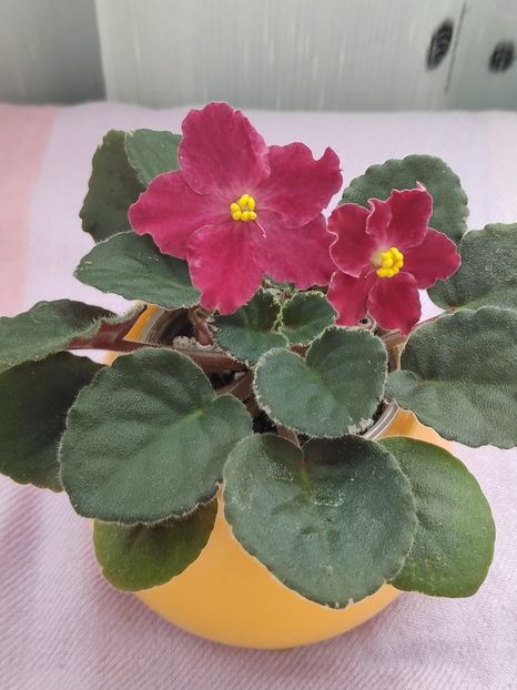 29 apr - Spring Cardinal