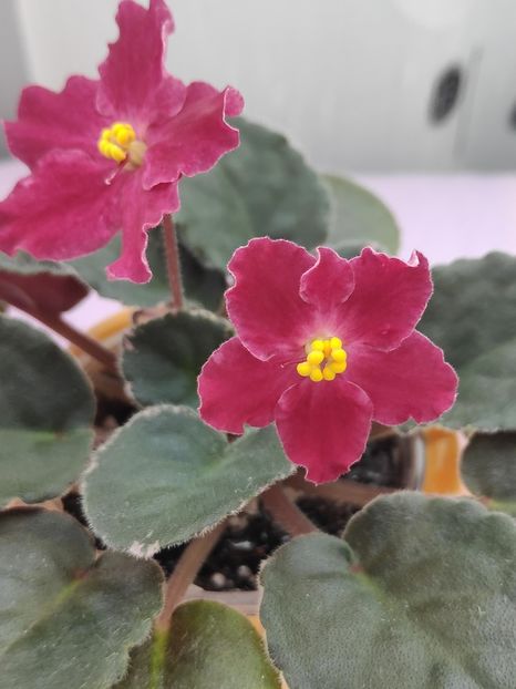 29 apr - Spring Cardinal