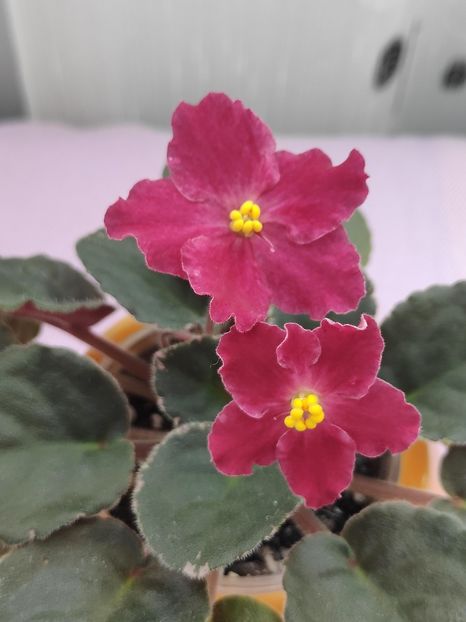 29 apr - Spring Cardinal