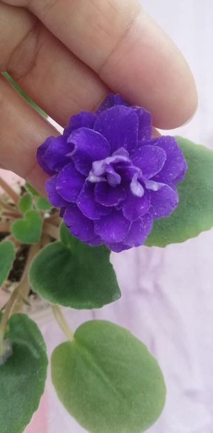 28 dec - DN November Rain