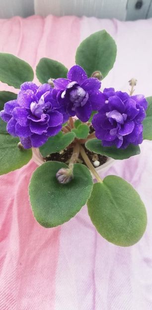 28 dec - DN November Rain