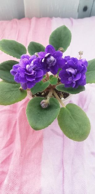 28 dec - DN November Rain