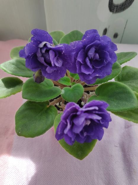 29 apr - DN November Rain