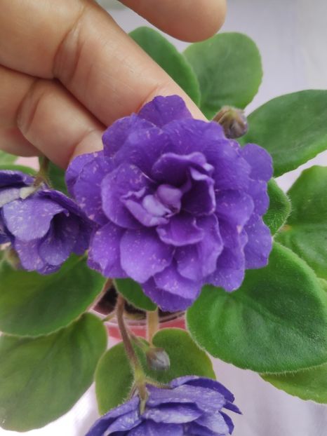 29 apr - DN November Rain