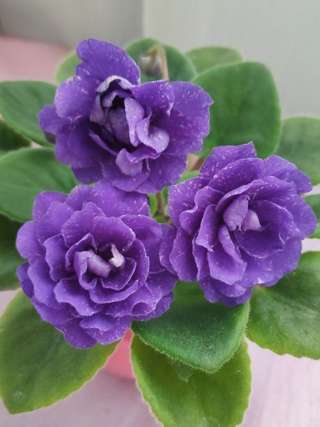 29 apr (58) - DN November Rain