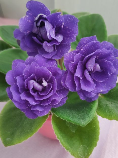 29 apr - DN November Rain