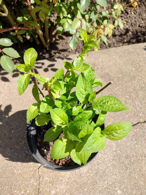 14 04 2024 - Hydrangea serrata Bluebird