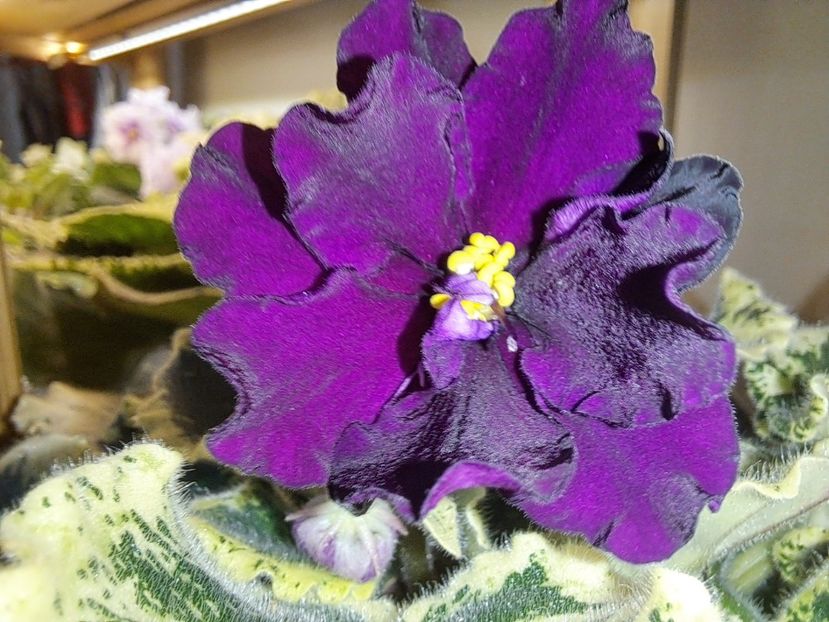  - Violeta NK Sofia Rotaru