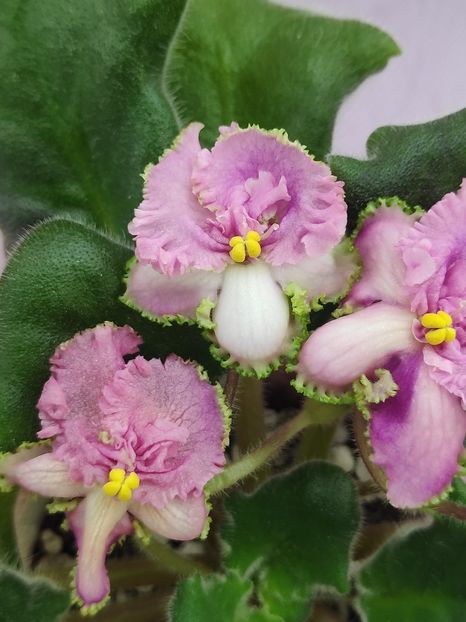 29 apr - Vat Sinicha