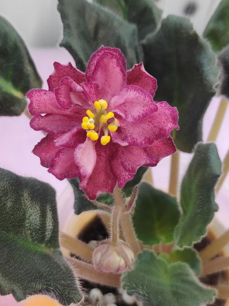 19 apr (32) - AV Roskoshj