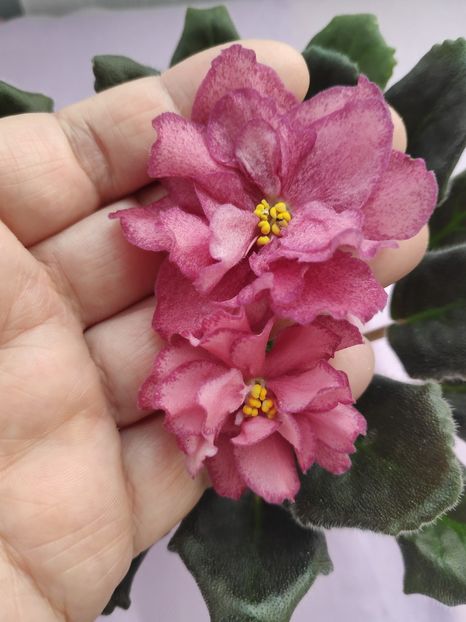 29 apr - AV Roskoshj