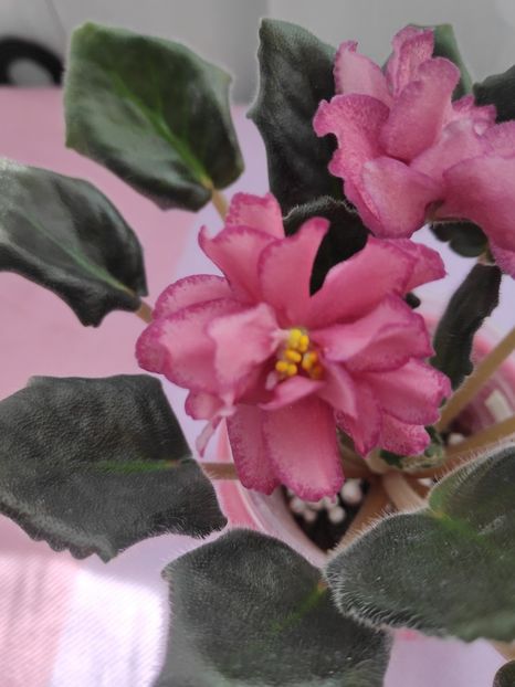 29 apr - AV Roskoshj