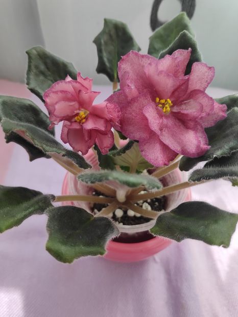 29 apr - AV Roskoshj