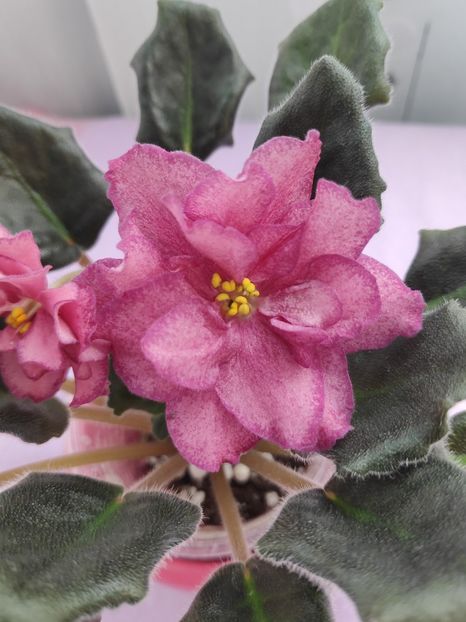 29 apr - AV Roskoshj