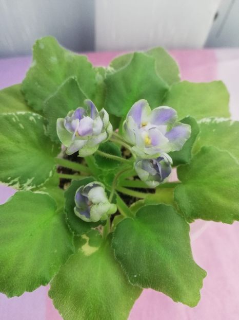 8 nov - Wesley s Depth of Reason